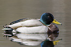 mallard