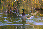 mallard drake