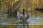 mallard drake