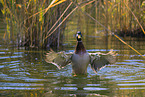 mallard drake