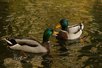 mallards