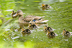 mallard