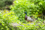 mallard