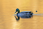 mallard