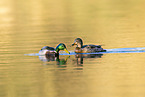 mallard