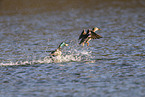 mallard
