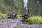 mallard