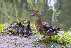 mallard