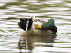 mallard