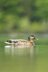 mallard