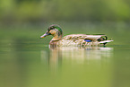 mallard