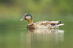 mallard