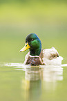 mallard
