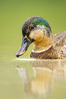 mallard