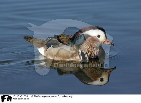 Mandarin duck / FL-01038