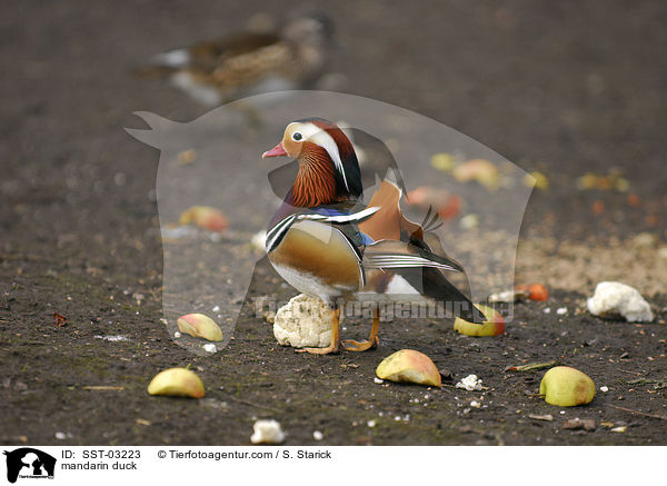 mandarin duck / SST-03223
