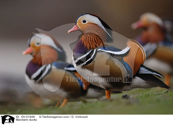 Mandarin ducks / DV-01946