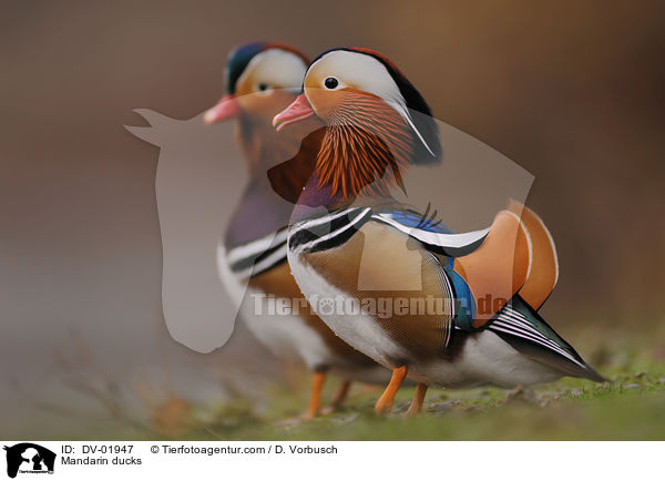 Mandarin ducks / DV-01947