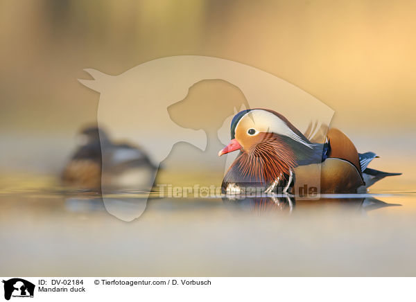 Mandarinente / Mandarin duck / DV-02184