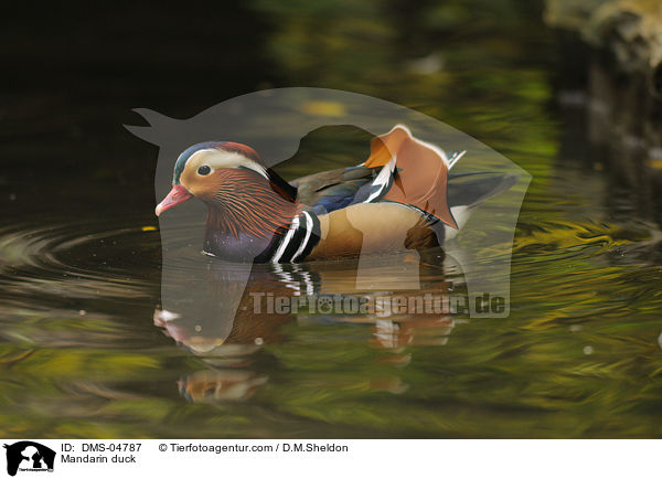 Mandarinente / Mandarin duck / DMS-04787