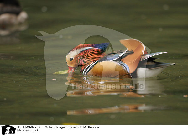 Mandarinente / Mandarin duck / DMS-04789