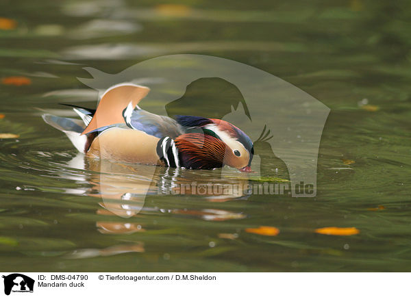 Mandarinente / Mandarin duck / DMS-04790