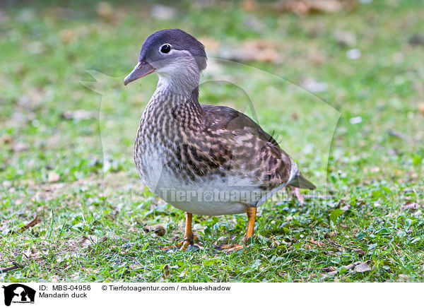 Mandarinente / Mandarin duck / MBS-04956