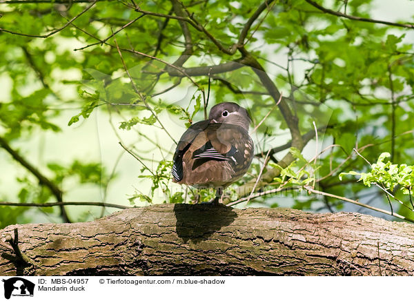 Mandarinente / Mandarin duck / MBS-04957