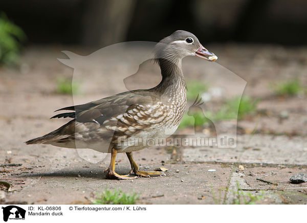 Mandarinente / Mandarin duck / KL-06806