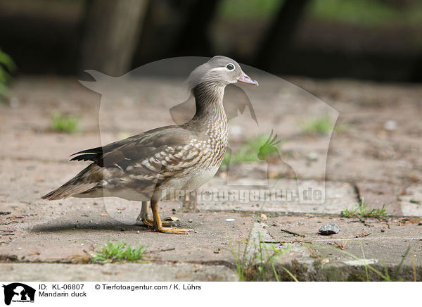 Mandarinente / Mandarin duck / KL-06807