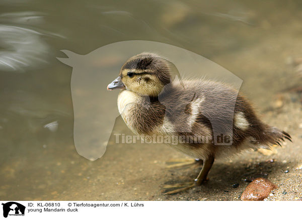 junge Mandarinente / young Mandarin duck / KL-06810