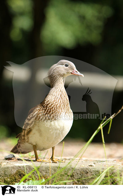 Mandarinente / Mandarin duck / KL-06813