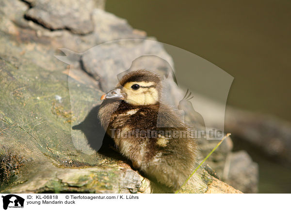 junge Mandarinente / young Mandarin duck / KL-06818