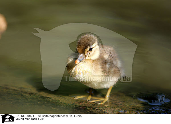 young Mandarin duck / KL-06821