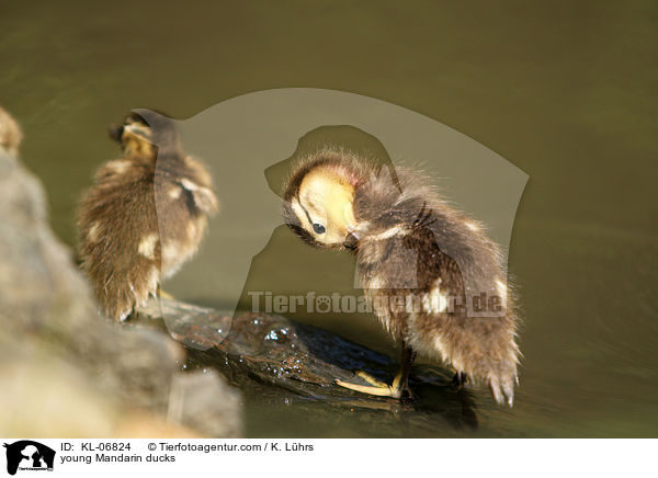 young Mandarin ducks / KL-06824