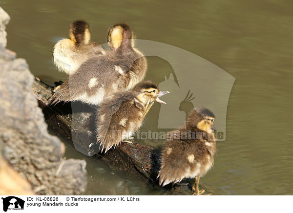 young Mandarin ducks / KL-06826