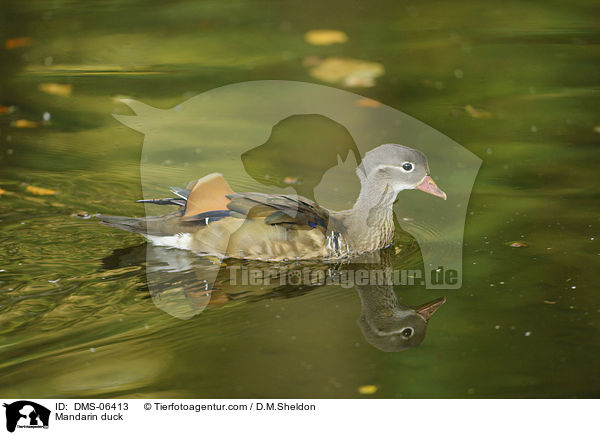 Mandarinente / Mandarin duck / DMS-06413