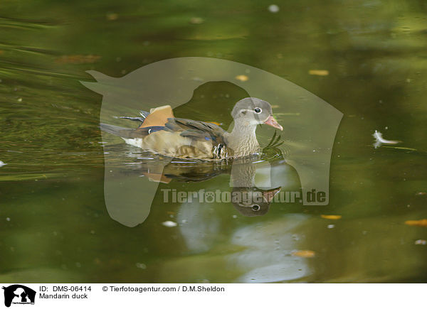 Mandarinente / Mandarin duck / DMS-06414