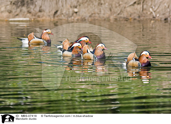 Mandarinenten / Mandarin ducks / MBS-07418