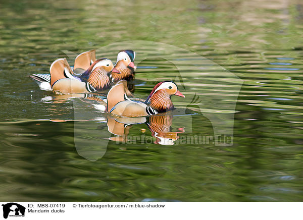 Mandarinenten / Mandarin ducks / MBS-07419