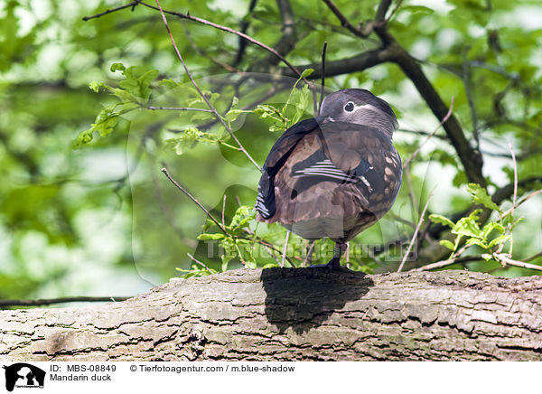 Mandarin duck / MBS-08849