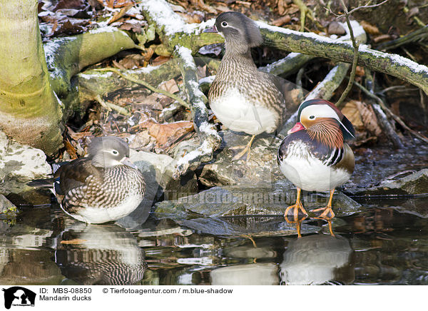 Mandarin ducks / MBS-08850