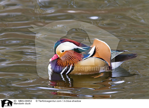 Mandarinente / Mandarin duck / MBS-08852