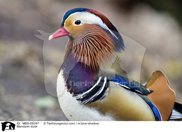 Mandarinente / Mandarin duck / MBS-09297