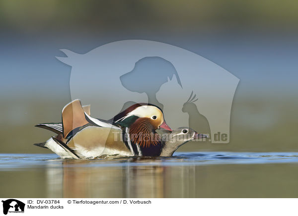 Mandarinenten / Mandarin ducks / DV-03784