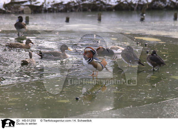 Enten im Winter / Ducks in winter / HS-01250