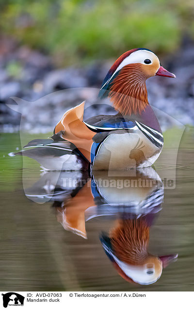 Mandarin duck / AVD-07063