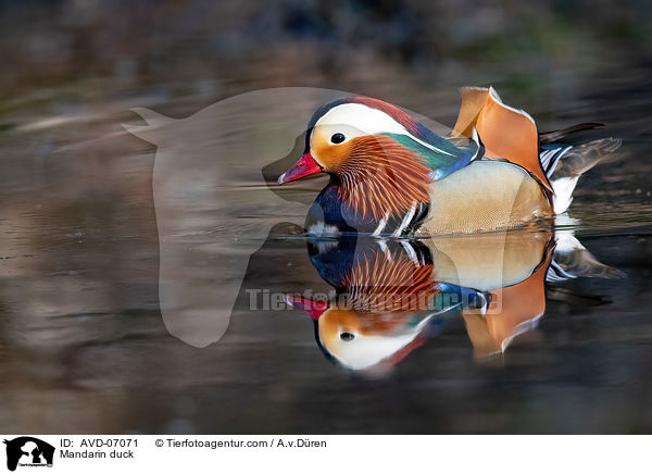 Mandarin duck / AVD-07071