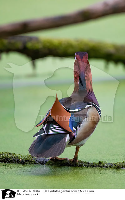 Mandarinente / Mandarin duck / AVD-07084