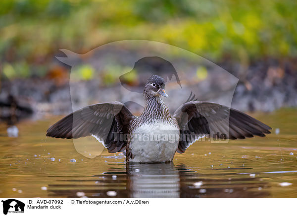 Mandarinente / Mandarin duck / AVD-07092